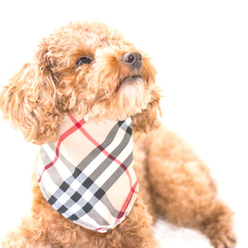 Collars/Harness & Leash Sets – Petit Pups Pawtique & More