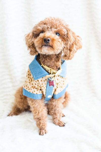 Floral Shirt with Denim for Dogs